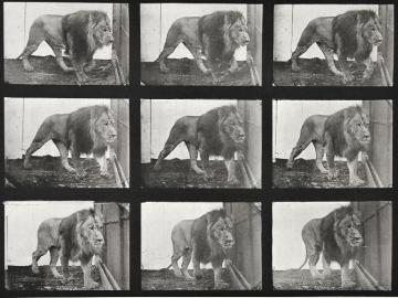 Marching Lion, plate of Animal Locomotion