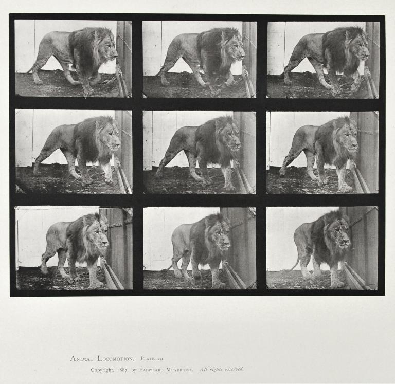 Lion marchant, planche d'Animal Locomotion