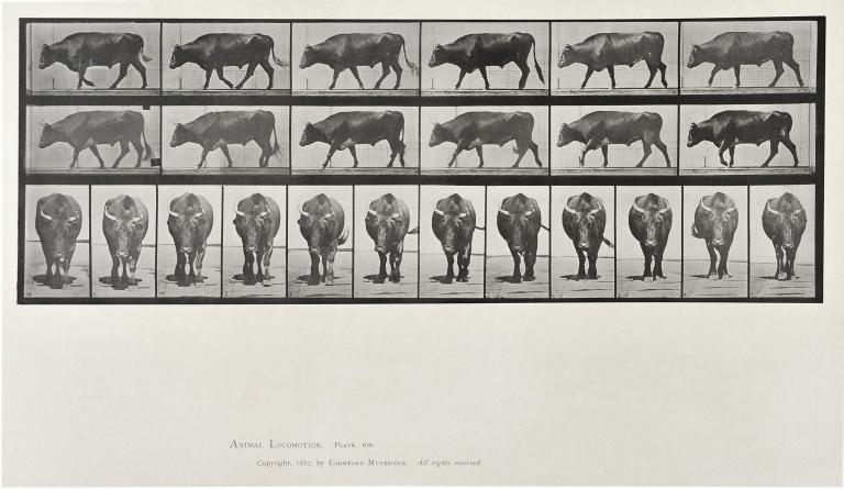 Marching Bull, plate of Animal Locomotion
