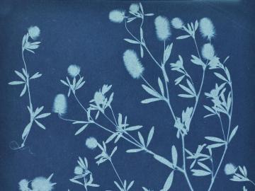 Photograms of flowers & plants