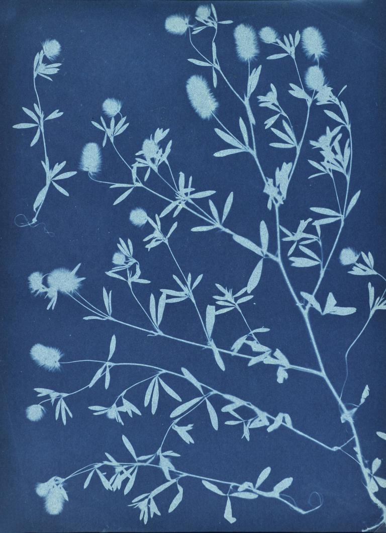 Photograms of flowers & plants