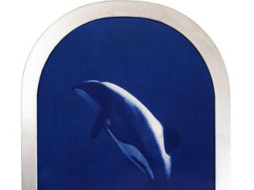 Hector’s Dolphin (Icons of the ocean)