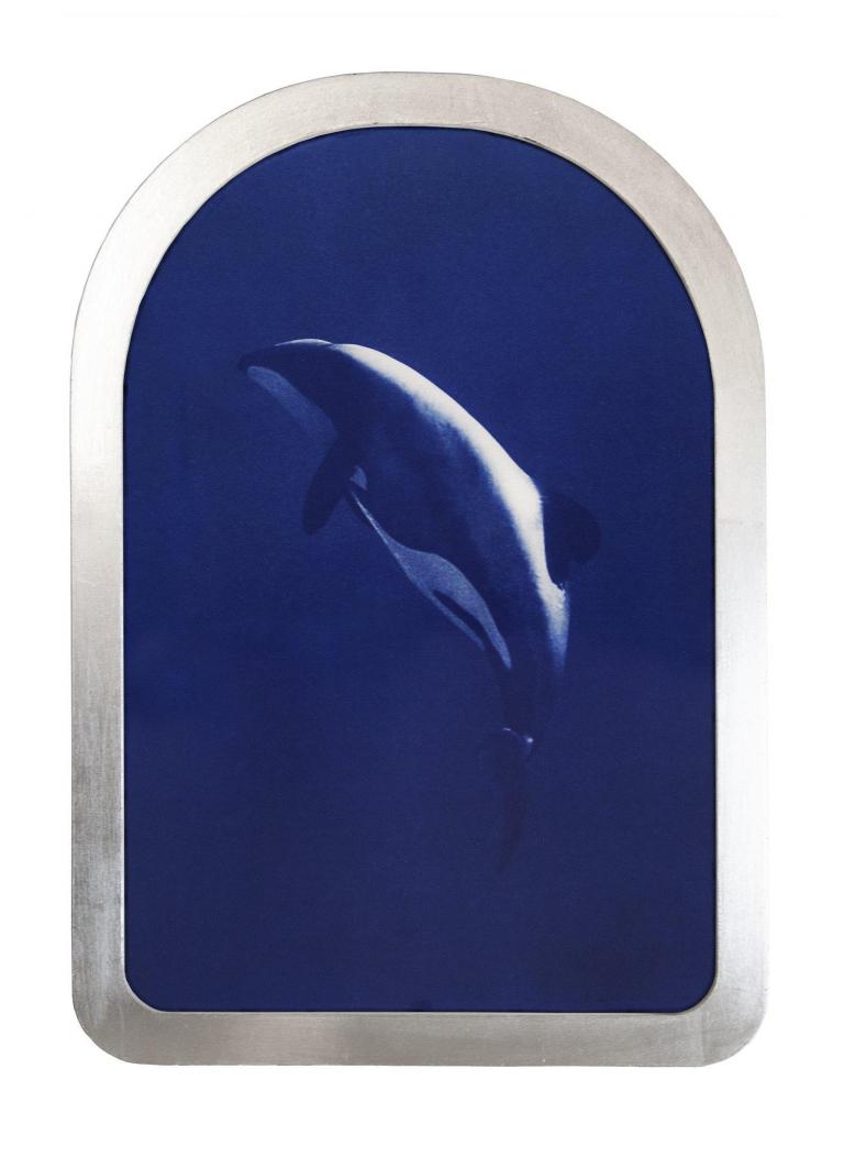 Hector’s Dolphin (Icons of the ocean)