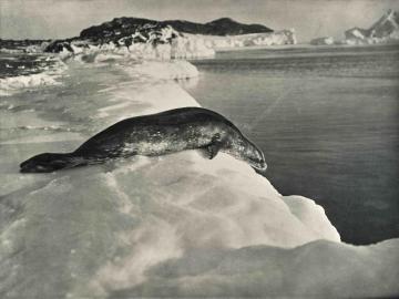 Weddell seal about to dive, Cape Evans