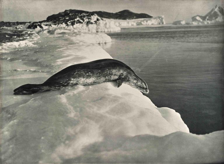 Weddell seal about to dive, Cape Evans