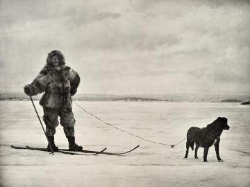 Fridtjof Nansen à ski, avec son chien, Pôle nord