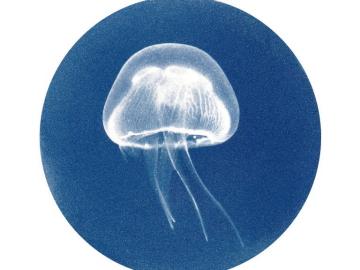 Méduse (Merveilles de la mer)