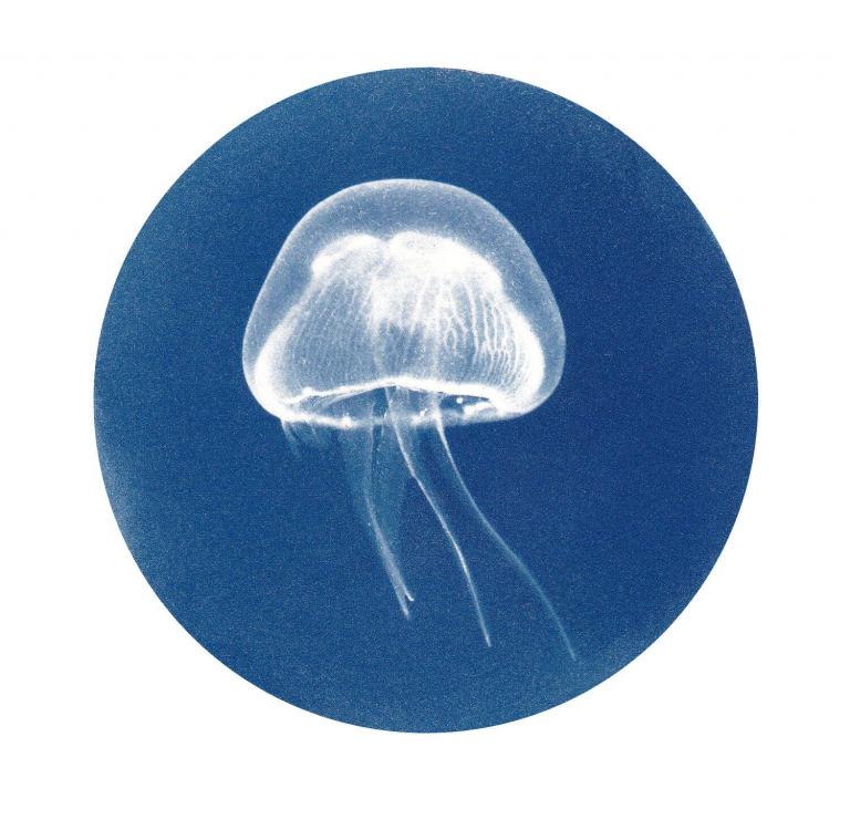 Jellyfish (Underwater Wonders)