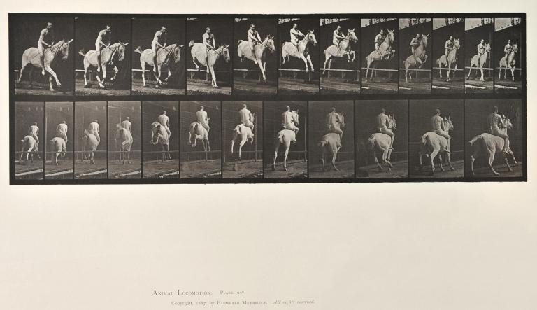 Show jumping, plate of Animal Locomotion