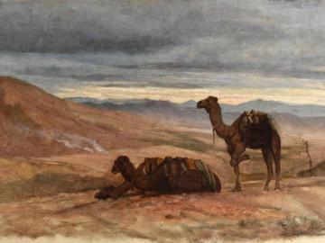 Camel at rest in the desert