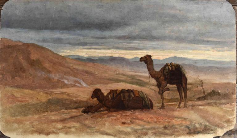 Camel at rest in the desert
