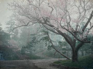 Cerisier en fleurs, parc de Ueno,Tokyo 